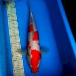 Sanke 44cm