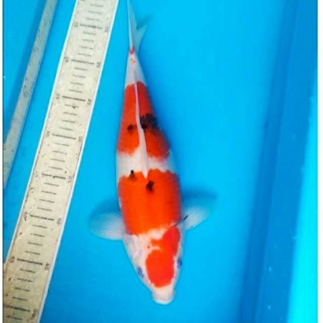 Sanke 35cm