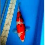 Sanke 35cm