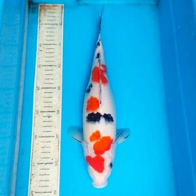 Sanke subosumi 35cm 