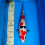 Sanke subosumi 35cm 