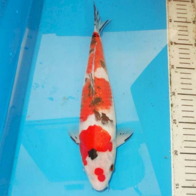 SANKE 30cm