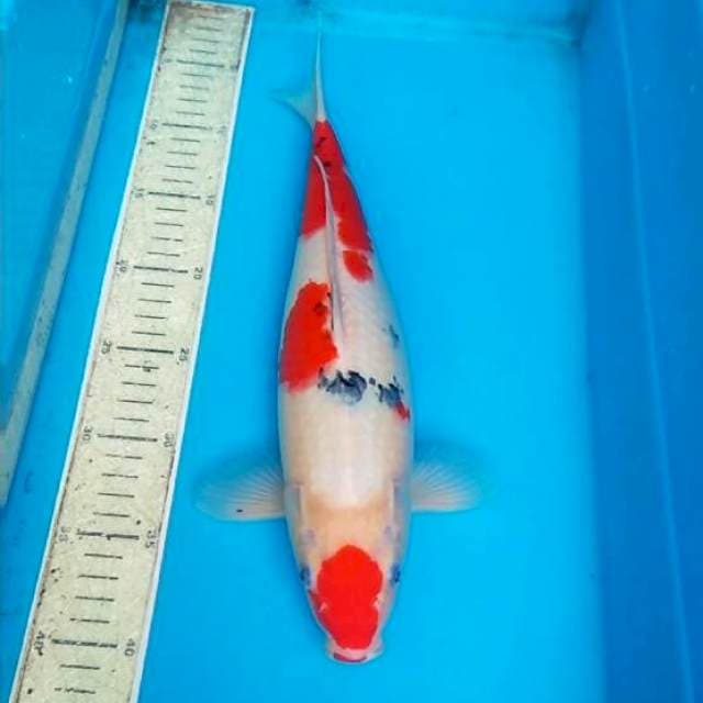 Sanke 35cm