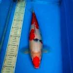 Sanke 35cm