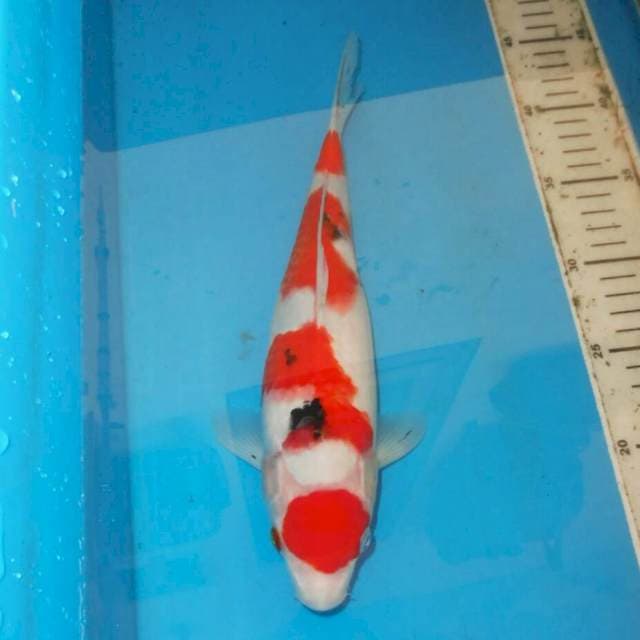 30cm SANKE