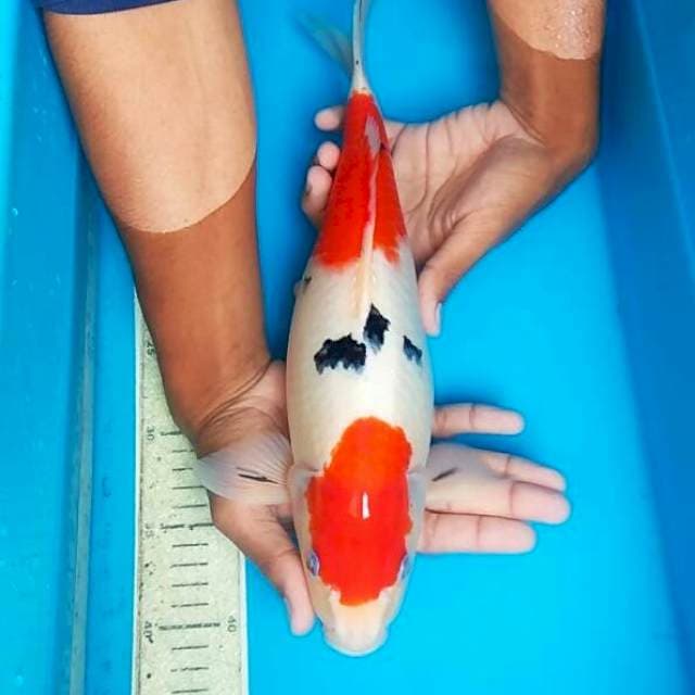 Sanke 37cm