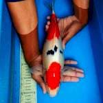 Sanke 37cm