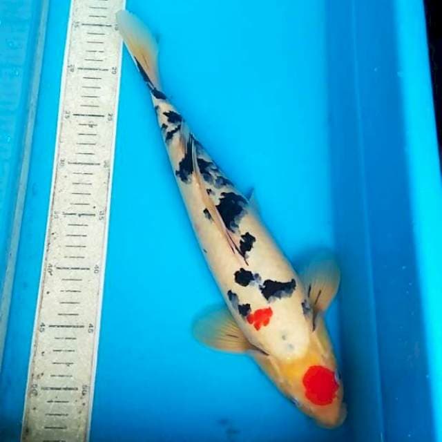 Tancho sanke 40cm