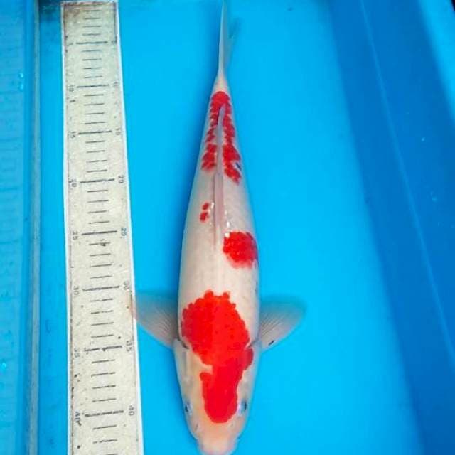 Sanke 40cm