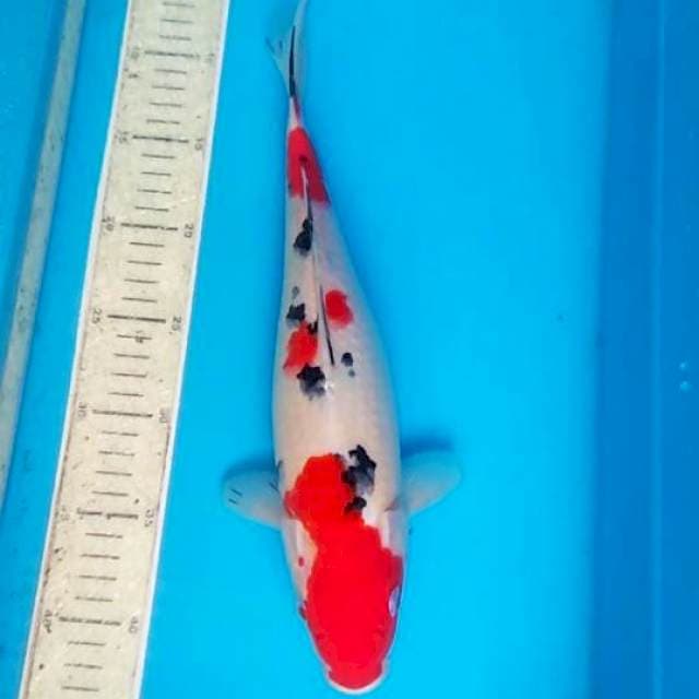 Sanke 34cm