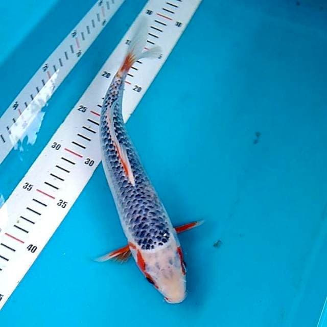 Asagi 29cm