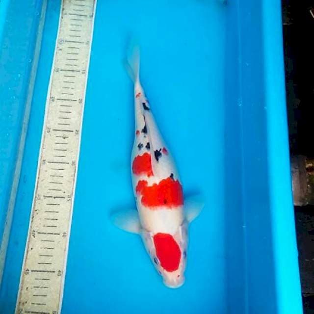 Sanke 34cm