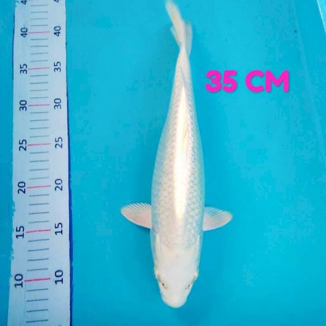 Platinum Ginrin 35 CM