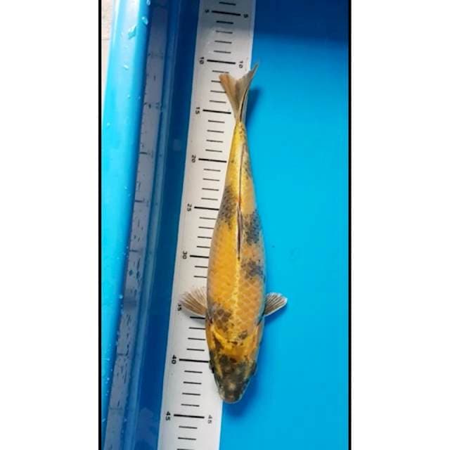 Ki Utsuri 31 cm