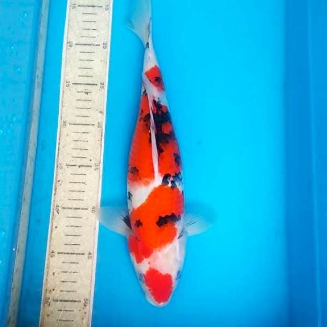 Sanke 35cm