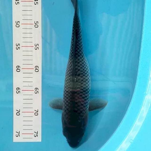 Suragoi 35cm