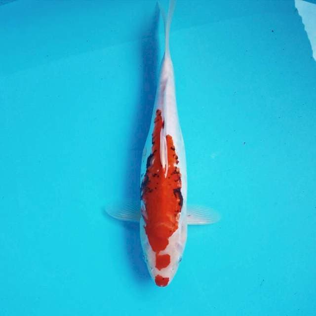 3. Kuchibeni Kumon || 35 cm