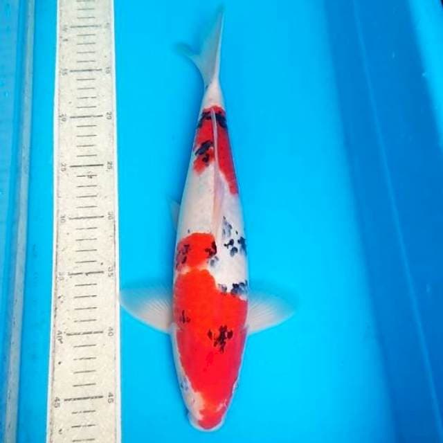 Sanke 36cm