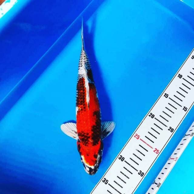 M.GIN SHOWA UNIQ 26 CM