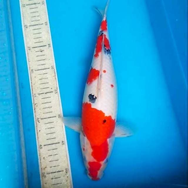 Sanke 35cm