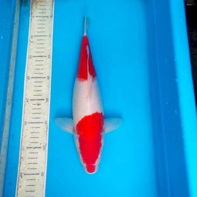 Kohaku strong 35cm