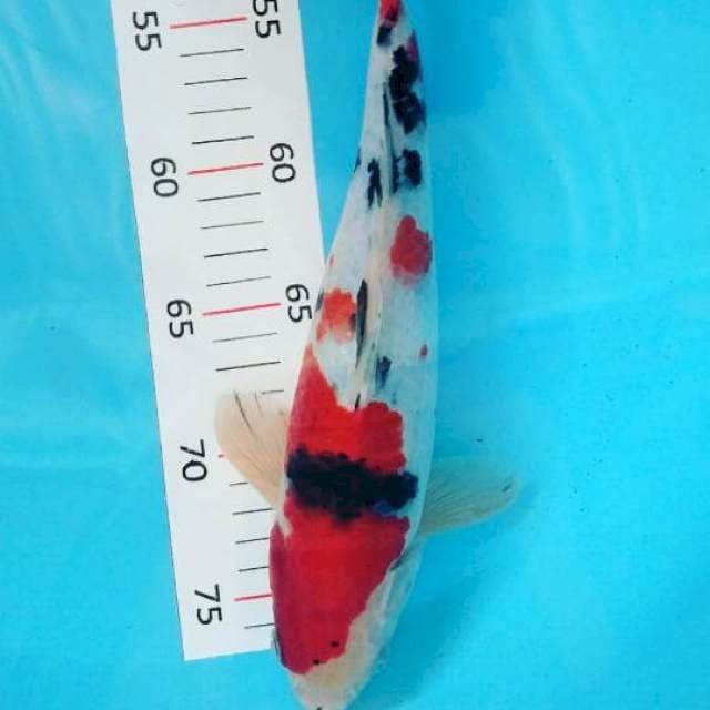 Sanke 29cm