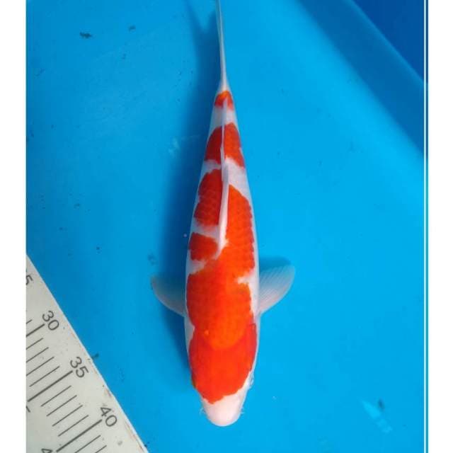 Kohaku F1 for show
