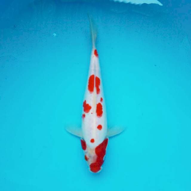 8. Komoyo Kohaku || 26 cm
