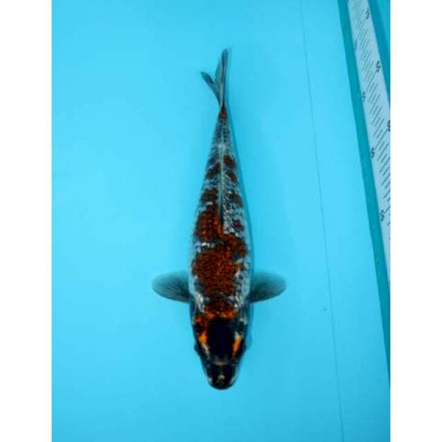 KAWARIMONO GINRIN 25 CM