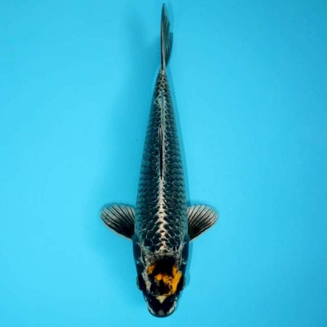 TANCHO GIN MATSHUBA 24 CM