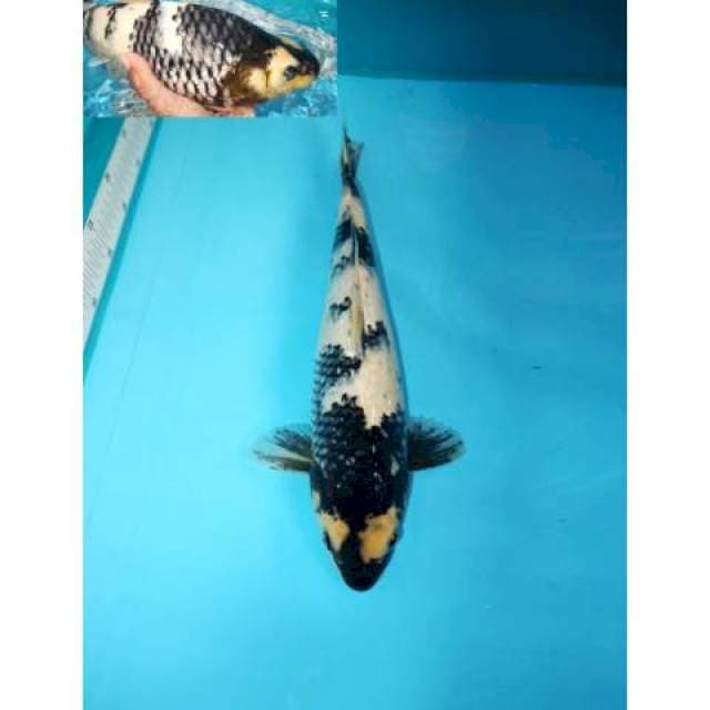 Shiro Ginrin Pola Bagus 41 cm