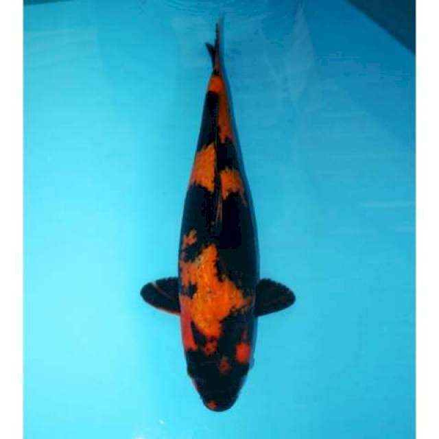 Utsuri Ginrin Jumbo 43 cm