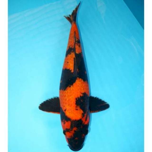 Utsuri Ginrin Jumbo 41 cm