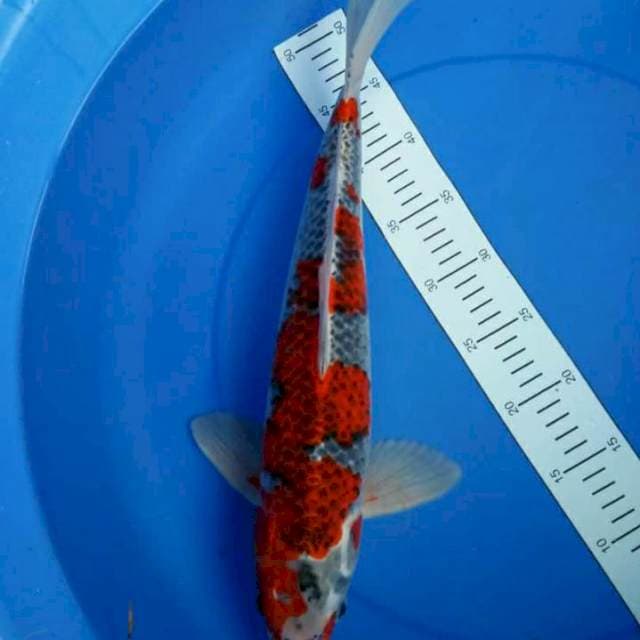 Gosiki male 47cm