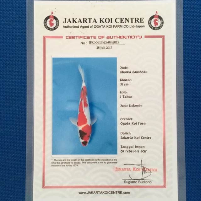 showa sertifikat
