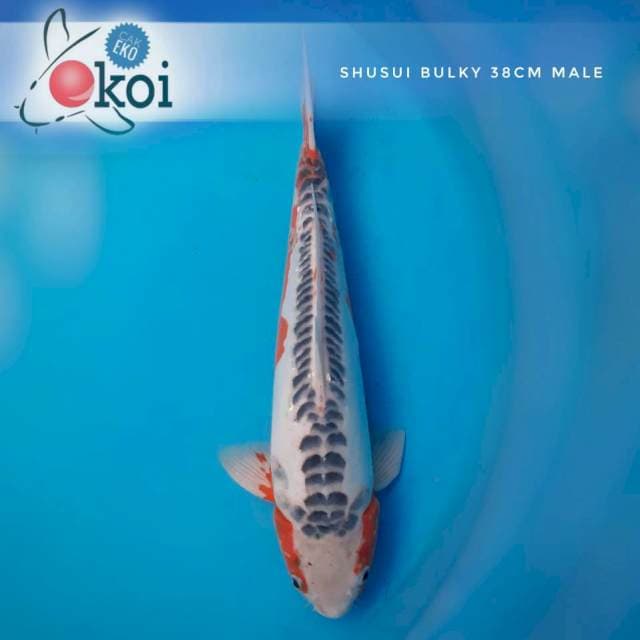 Shusui Bulky Male 38cm