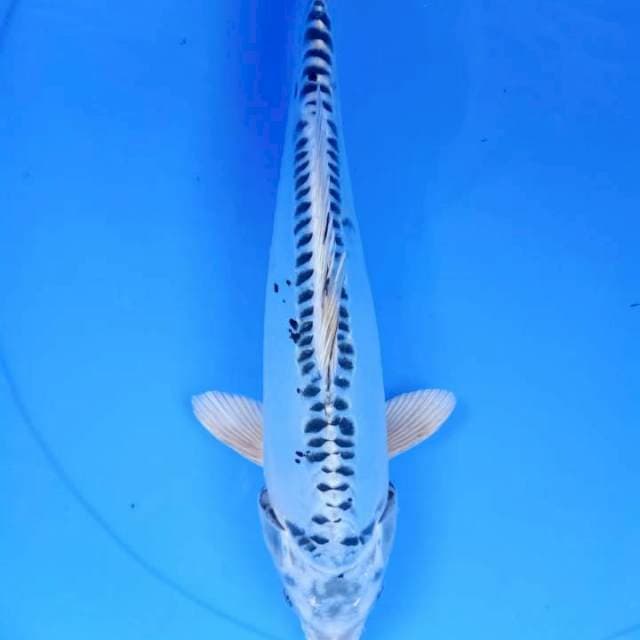 AKA SUSUI KAMAL 29CM FEMALE