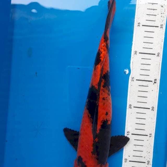 Hiutsuri 36cm