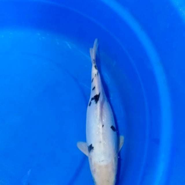 Beko..28cm