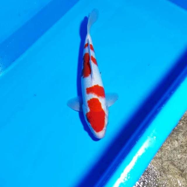 NJK - YONDAN KOHAKU