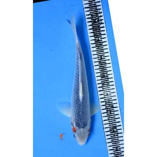 ASAGI MALE 35CM