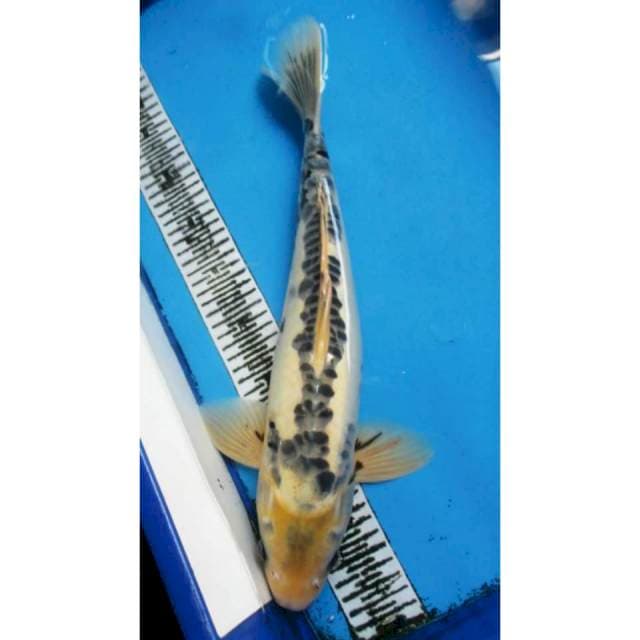 KUMONRYU MALE 45CM