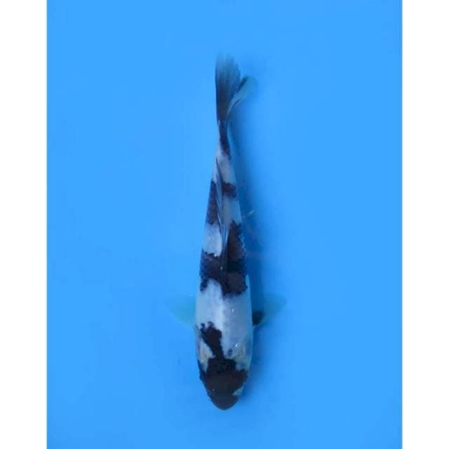 Shiro Utsuri SQ , 15cm