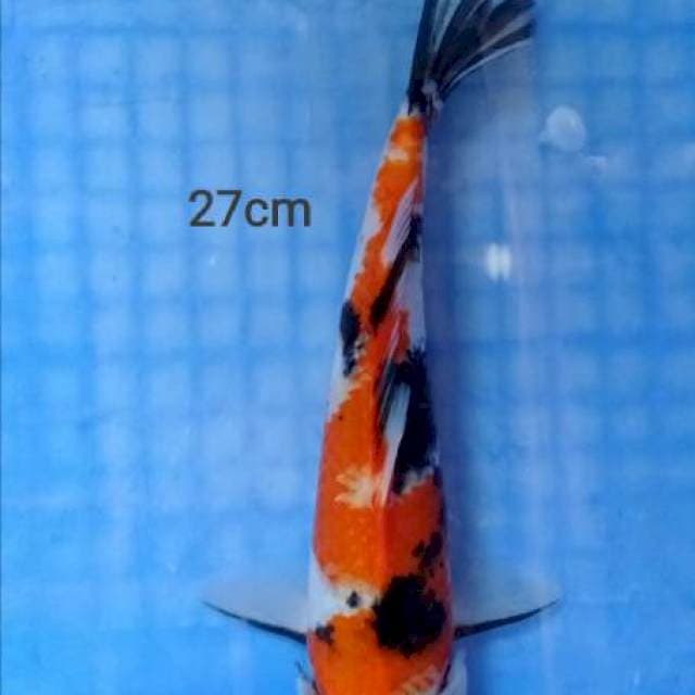 Showa 27
