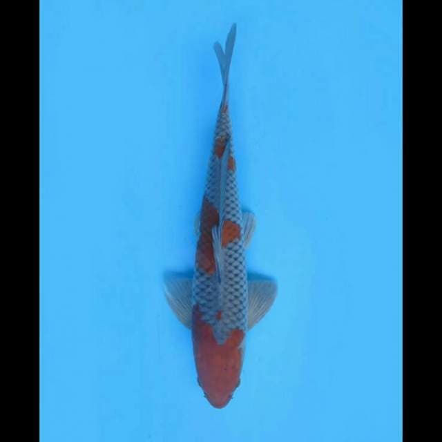 Ochiba Nyala - 40cm 