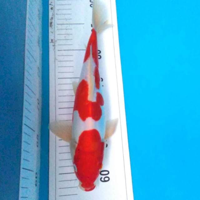 KOHAKU DOiTSU RED