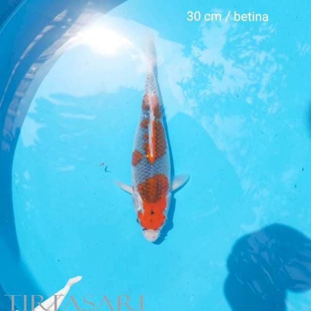 Goshiki 30 cm