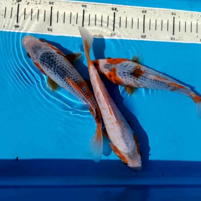 ASAGI ALI 23,24CM MIX 3EKOR
