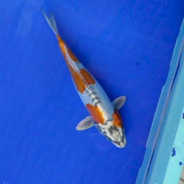 ki kikokuryu 25CM