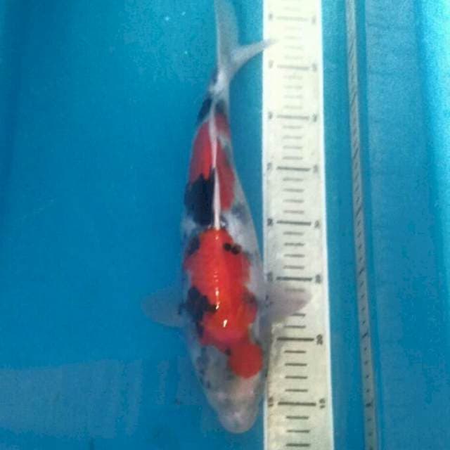 Showa 37 cm